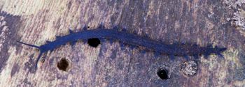 Media type: image; Invertebrate Zoology 29204